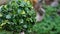 Close up of round ornamental plant leaves