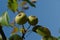 A close up of round pale green unripe fruits of wild pear (Pyrus communis) against the sky 
