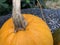 Close-up on Round Pumpkin on Stone Bench with Birdseed