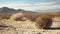 Close-up of a round tumbleweed on the desert floor with mountains in the distance