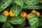 Close up of round yellow eggplants hanging with tree