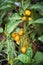 Close up of round yellow eggplants hanging with tree