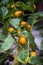 Close up of round yellow eggplants hanging with tree