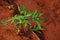 close up row of cassava tree iin the nature green cassava field,