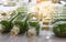 Close up row of glass bottle plant tissue culture in laboratory