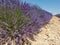 A close-up of a row of Lavender plants, Provence, France.