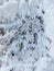 Close-up of a row of the perfect footprints of roe deer (Capreolus capreolus) on the ground covered with snow