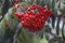 Close Up Of Rowan Berries