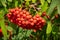 Close up on a Rowan tree branch laden with Rowen berries