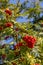 Close up on a Rowan tree branch laden with Rowen berries