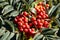 Close up of rowanberry on a branch, also called mountain ash, Sorbus aucuparia or Vogelbeere