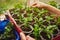 Close-up of rows of baby plant seedlings grown in cups inside a cardboard box. Growing greenery in a home greenhouse in a country