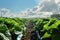 Close-up of rows of cabbages in an agricultural field plantation with drip irrigation on a sunny day with blue sky