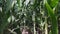 Close-up of rows of green juicy stalks of corn, leaves sway in the wind, sun rays make their way through the foliage