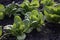 Close-up of rows of green looseleaf lettuce in the soil with irrigation hoses