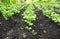 Close up on rows of green potato plant in field.