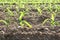 Close-up of rows of small corn plants from organic farming in Italy