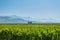 Close up of rows of vine in vineyards in Montenegro. Grape field. Wine industry. Farming concept