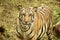 Close up of a royal bengal tiger