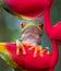 Close up of a rrd and green tree frog sitting on colorful red heliconia rostrata