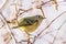 Close up of Ruby-crowned Kinglet Regulus calendula perched on a branch; blurred background, San Francisco bay area, California