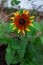 Close-up of a Rudbeckia yellow and burnt orange flower