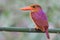 Close up of  Ruddy Kingfisher halcyon coromanda perching on fresh bamboo branch showing its beautiful back feather with purple