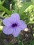 Close up ruellia tuberorosa or minnieroot flower plant