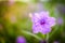 Close up Ruellia tuberosa Ruellia clandestina is violet flower