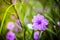 Close up Ruellia tuberosa Ruellia clandestina is violet flower