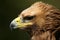 Close-up of ruffled head of golden eagle