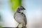 Close up of a rufous collared sparrow perched