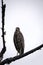 Close up of a Rufous night heron