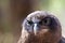 Close up of Rufous owl Ninox rufa