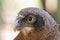 Close up of Rufous owl Ninox rufa