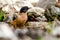 Close up Rufous Sibia himlayan bird. Wild, Margalla hills