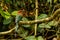 A close up of a Rufus Motmot