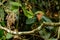 A close up of a Rufus Motmot