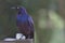 close-up of Ruppell's long-tailed starling perched on chair looking away