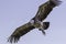 Close-up Ruppells griffon vulture in flight from below