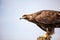 Close up of Russian Steppe Eagle