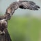 Close up of Russian Steppe Eagle