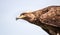 Close up of Russian Steppe Eagle