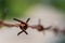 Close up of rust barbed wire with blurred background