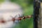 Close up of rust barbed wire with blurred background