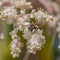 Close up of a Rust and Black Fly on a Pony Tail Flower