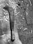 Close up of rusty old machete on ground, black and white, copy space