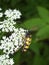 Close up of Rutpela maculata, the spotted longhorn, a beetle species of flower longhorns.