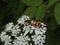 Close up of Rutpela maculata, the spotted longhorn, a beetle species of flower longhorns.