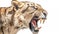 Close up of Sabertooth tiger smilodon on a white background. Generative Ai